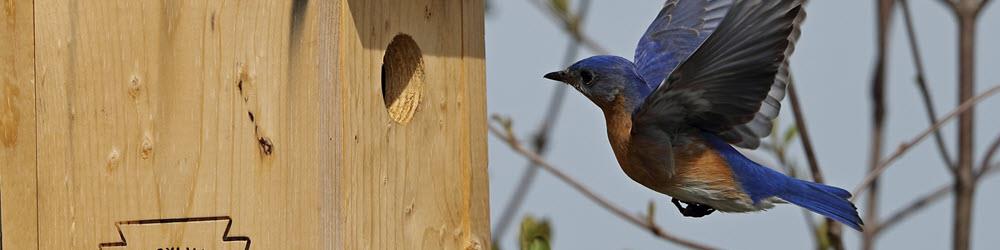 time-to-ready-bluebird-nesting-boxes